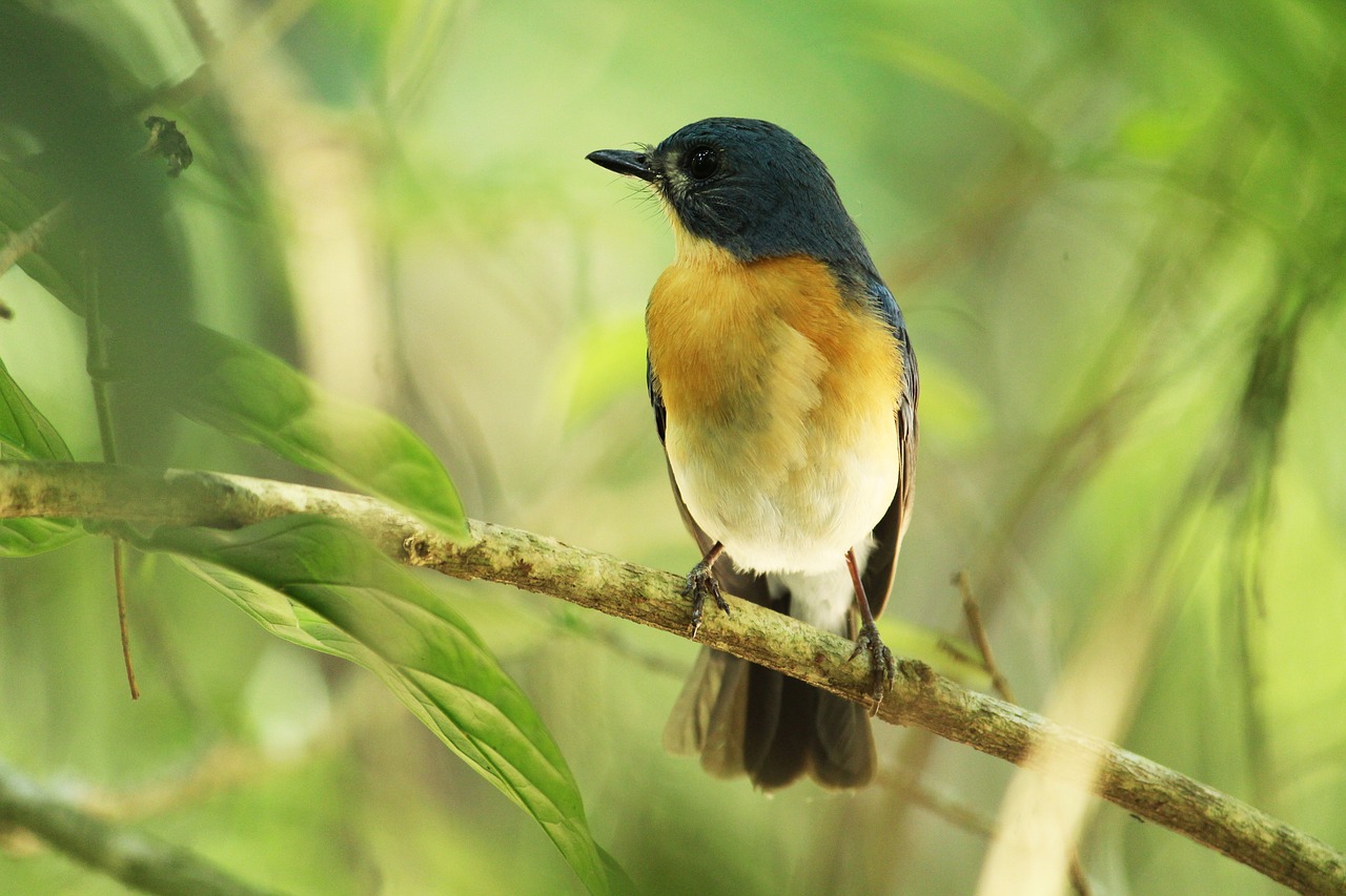 How Rapid Urbanisation Is Affecting Bird Species